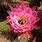 Pink Flowering Cactus