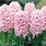 Pink Hyacinth Bulbs