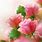Pink Rose Bouquet Wallpaper