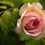 Pink Rose Flower Images