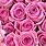 Pink Roses Background