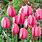 Pink Tulip Bulbs
