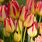 Pink and Yellow Tulips