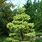 Pinus Densiflora Japanese Red Pine