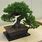 Pinus Thunbergii Bonsai