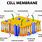 Plant Cell Membrane
