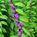 Plants with Purple Berries