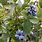 Pokok Blueberry