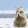 Polar Bear Cold