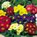 Polyanthus Primrose