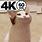Pop Cat 4K