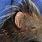 Porcupine Ears