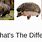 Porcupine Hedgehog Echidna