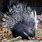 Porcupine in Africa