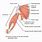 Posterior Rotator Cuff Muscles