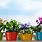 Potted Plants Wallpaper
