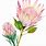 Protea Watercolor PNG