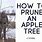 Pruning New Apple Trees