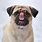 Pug with Tongue Out