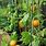 Pumpkin Squash Plant