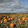 Pumpkins in Field