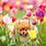 Puppy Dog Flowers