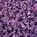Purple Acaena Plant
