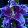 Purple Asiatic Lilies