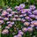 Purple Aster Plant