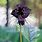 Purple Bat Flower