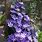 Purple Clematis Plants