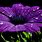 Purple Flower Screensaver