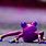 Purple Frogs Cute
