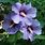 Purple Hibiscus Bush