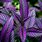 Purple House plants