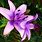 Purple Lilium
