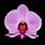 Purple Pink Orchid Flower