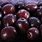 Purple Plum Varieties