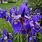 Purple Siberian Iris