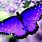 Purple and Blue Real Butterfly