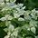 Pycnanthemum Muticum Mountain Mint