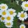 Pyrethrum Daisy