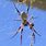 Queensland Spiders
