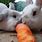 Rabbit Bunny Carrots