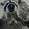 Raccoon Fish Eye Lenses