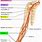 Radial Artery Forearm