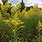 Ragweed Pollen Season