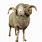 Ram Sheep PNG