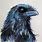 Raven Bird Paintings