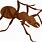 Real Ant Clip Art